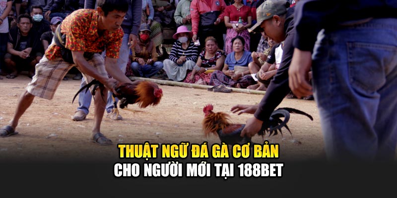 Thuật Ngữ Đá Gà Phổ Biến Giúp Người Mới Bắt Đầu Với 188Bet 1 Thuật ngữ đá gà cơ bản cho người mới tại 188Bet